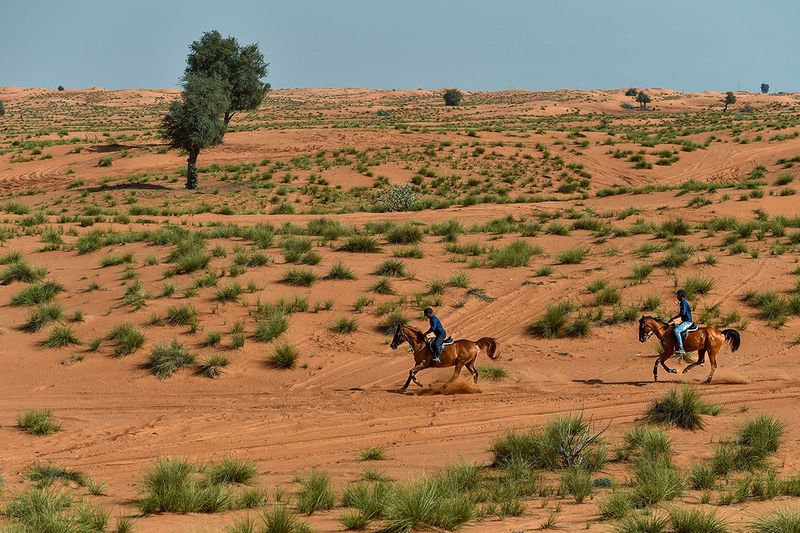Horses from Mleiha Stables seen being ridden in the beautiful, green, post-rain desert landscape.