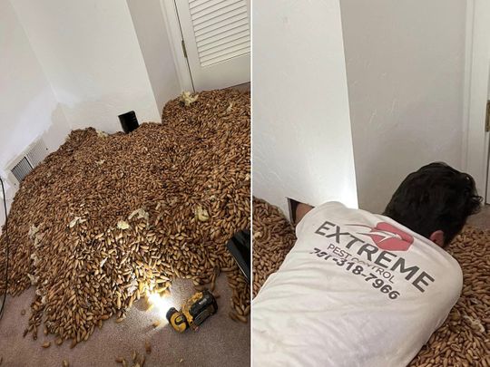 Exterminator removes 700 pounds of acorns hidden in wall by a pair of woodpeckers 