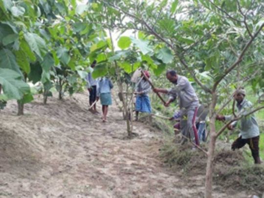 India trees gajendra yadav Bihar