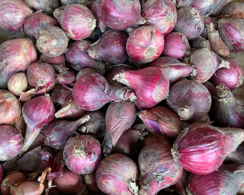 Onion bride Philippines Onion prices