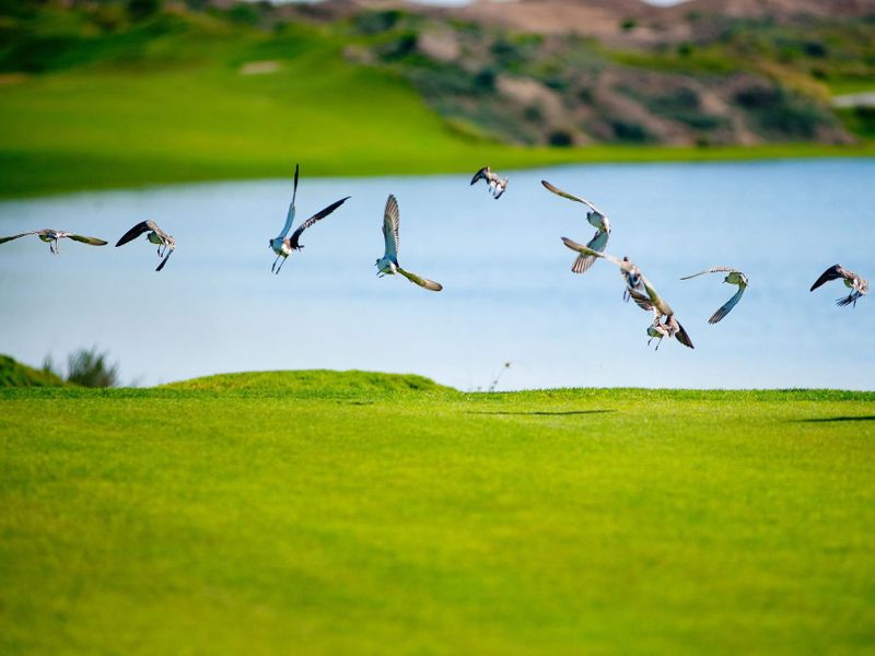 Sport - Golf - Al Mouj