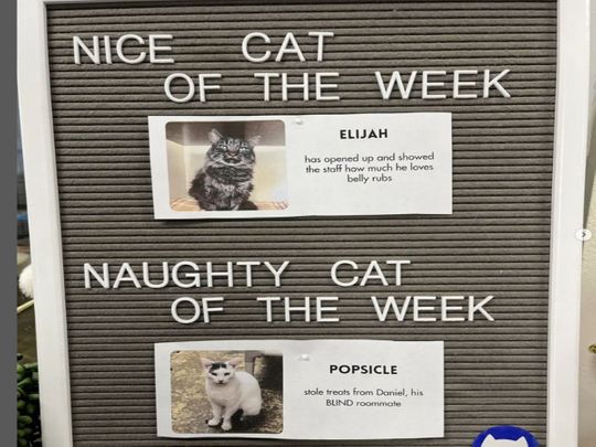 Cat shelter goes viral for ‘nice and naughty’ series