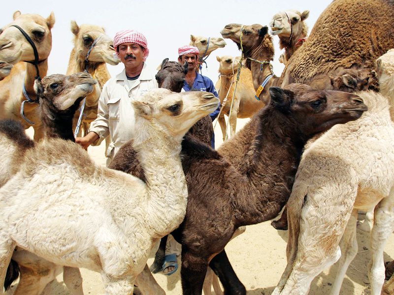 Camel Farm, Dubai