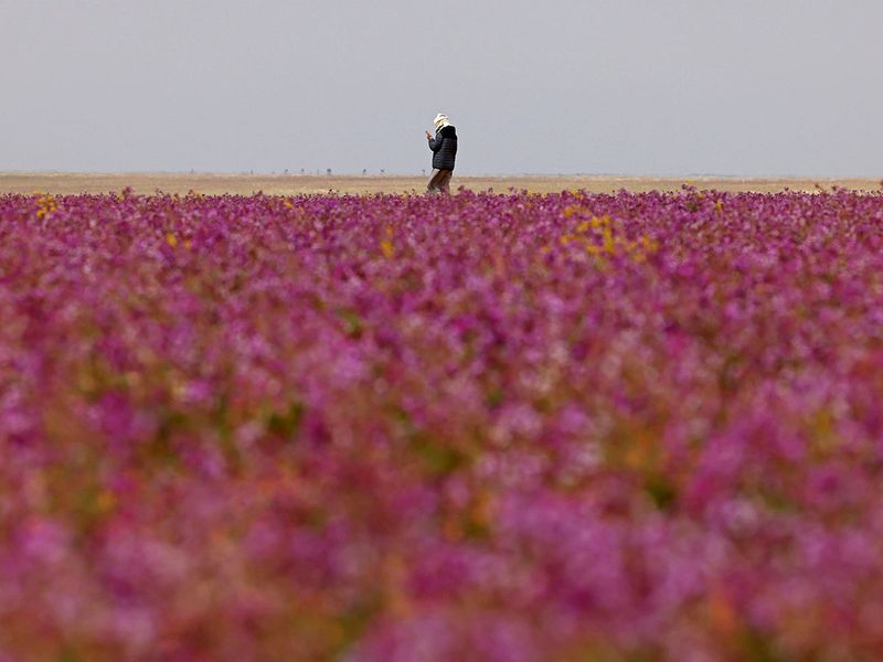 A man walks in a field covered with lavendar-coloured blooms in the Saudi town of Rafha