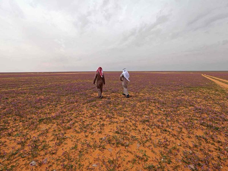 Men gather in a field covered with lavendar-coloured blooms in Rafha town, near the border with Iraq, on February 13, 2023. 