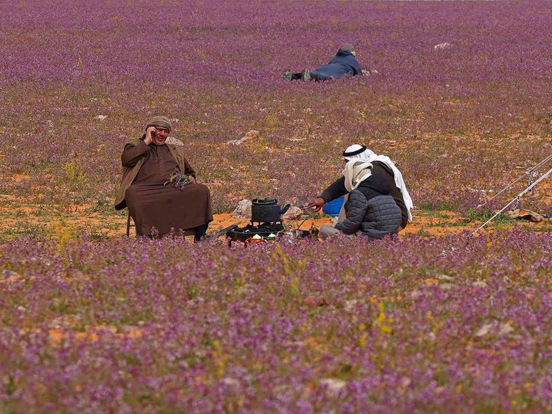 Men gather in a field covered with lavendar-coloured blooms in Rafha town, near the border with Iraq, on February 13, 2023. 