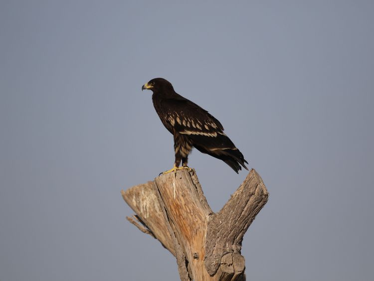 Migratory Greater Spotted Eagle-1677395533931