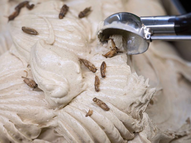 Germany_Ice_Cream_Insects_05472--1d78e-(Read-Only)