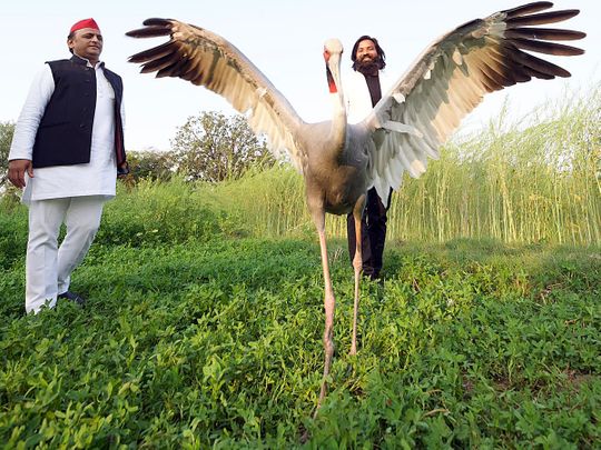 Mohammed Arif and his friend Sarus crane