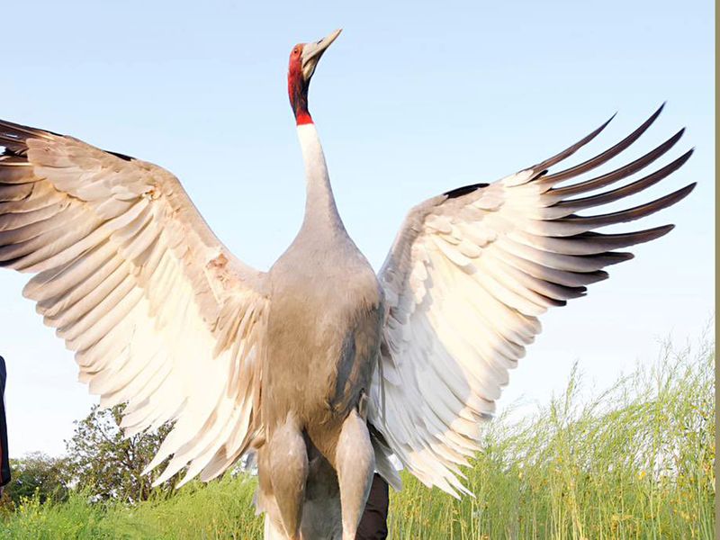 The Sarus crane is seen at a field in Amethi near Mohammed Arif's home. 