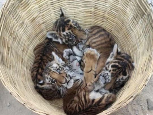 Four tiger cubs in Andhra Vet hospital, search on for mother