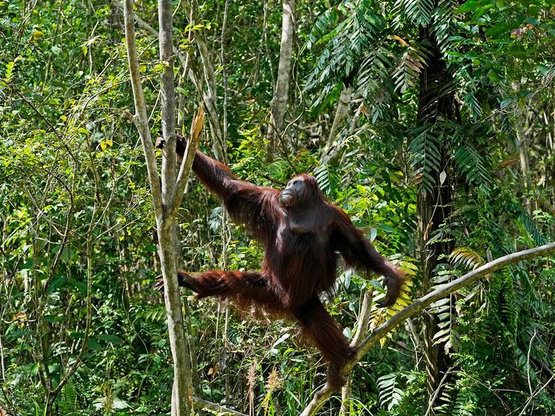 Borneo indonesia orangutan