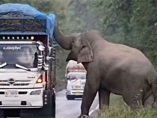 Elephant stops sugarcane truck in Thailand, video goes viral 