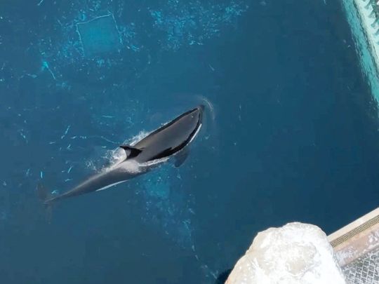 Kiska, the last captive orca or killer whale