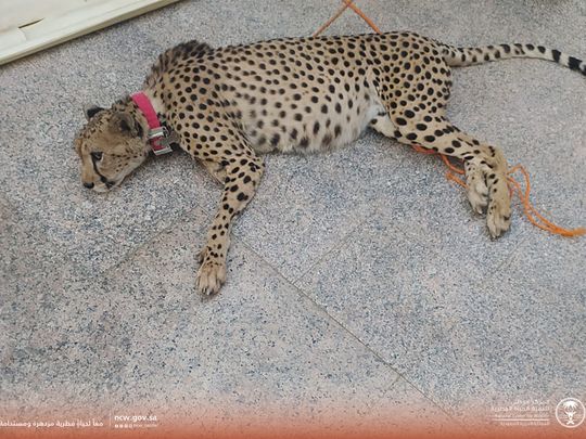 cheetah-1678524547389