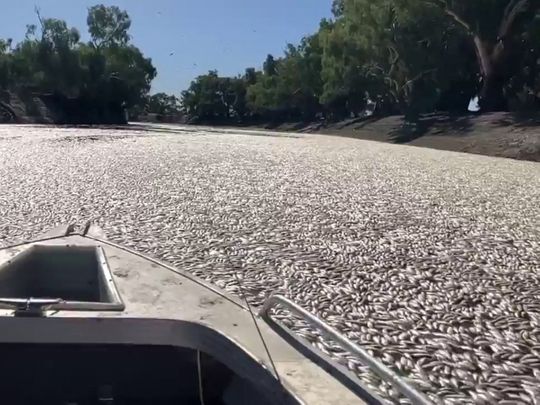 Dead fish clogging a river near the town of Menindee in New South Wales. 