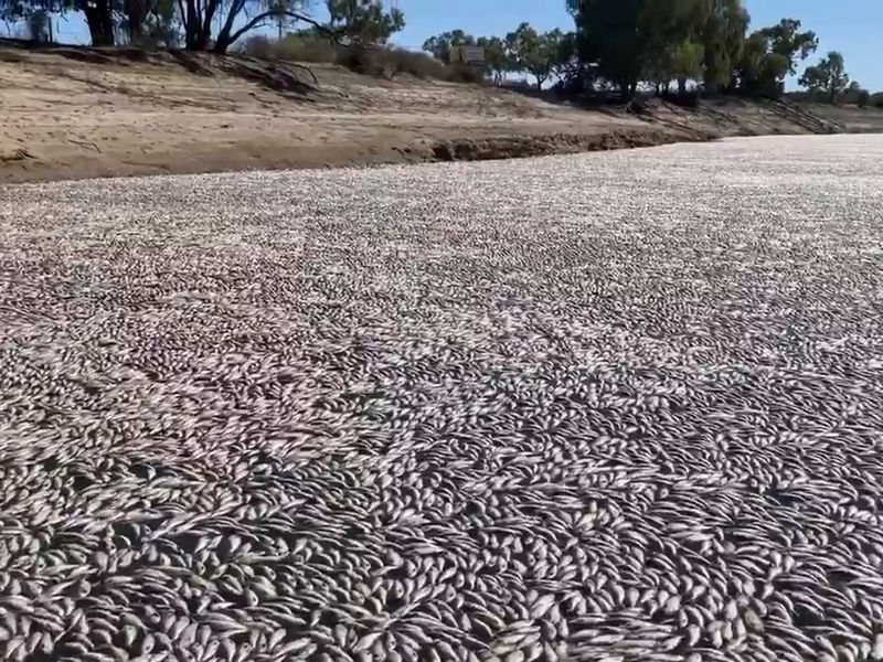 Dead fish clogging a river near the town of Menindee in New South Wales. 