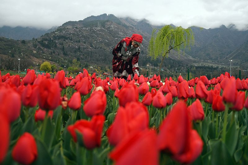 A woman looking at Tulip