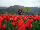 A woman looks at the blooming tulips  at Siraj Bagh, Asia's second largest tulip garden, which has been opened for public, in Srinagar on Sunday. 