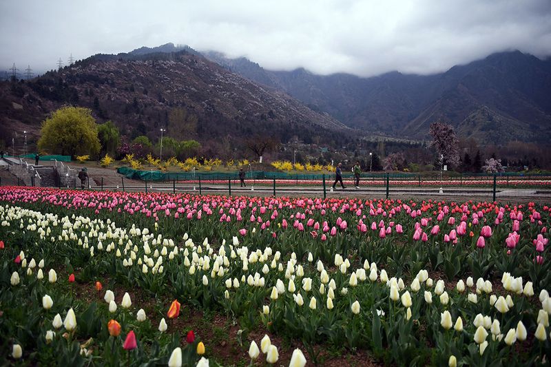 People visit the Siraj Bagh, Asia's second largest tulip garden, as it opens for public, in Srinagar on Sunday. 