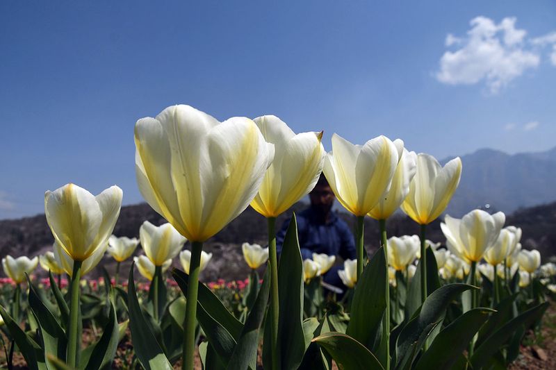 Preparations are underway for the opening of the 'Tulip Garden', in Srinagar on Wednesday. Asia's second largest tulip garden is expected to open its gate for the public on 17 March.