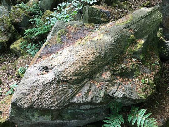 Spell It: From Antarctic giants to trees resembling alligator skin, discover 5 extinct plants that once flourished