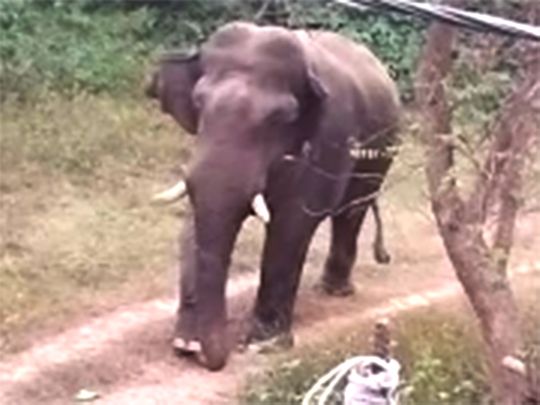 India: As tuskers kill 462 people in 5 years, Jharkhand raises pitch for elephant corridors