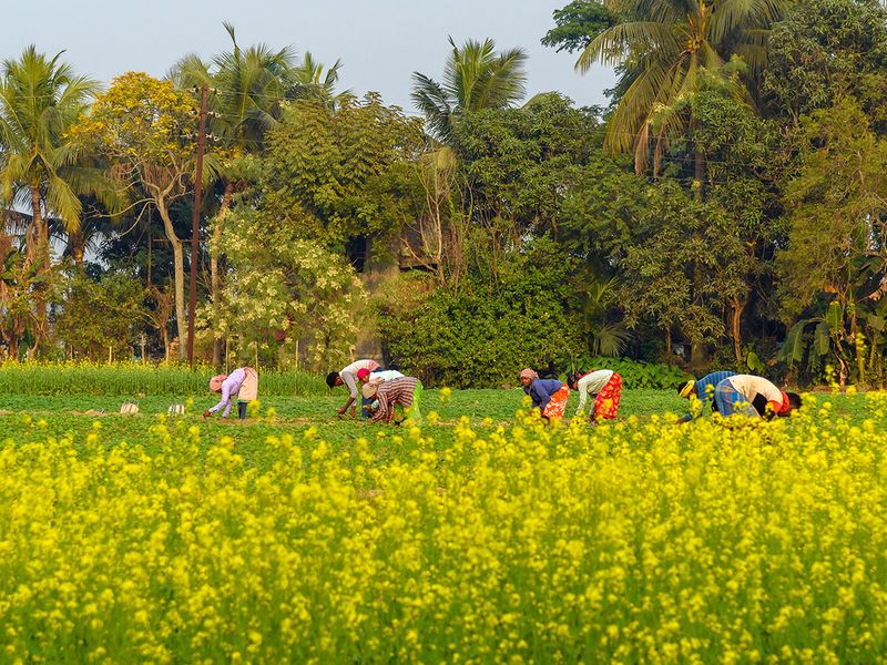 Mustard crop in Durgapur, West Bengal