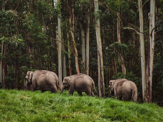 No respite in rogue elephants conflicts with humans in Kerala