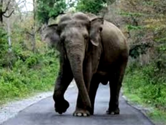 Uttar Pradesh: Shrinking forests, rising numbers make elephants turn aggressive