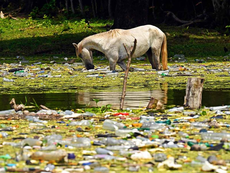 A horse drinks water among plastic residues, glass and other materials at the Cerron Grande reservoir in Potonico, El Salvador, on September 9, 2022. - UNESCO World Water Day is held annually on 22 March as a means of focusing attention on the importance of freshwater and advocating for the sustainable 