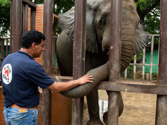 Pakistan elephant noor jehan four paws amir khalil