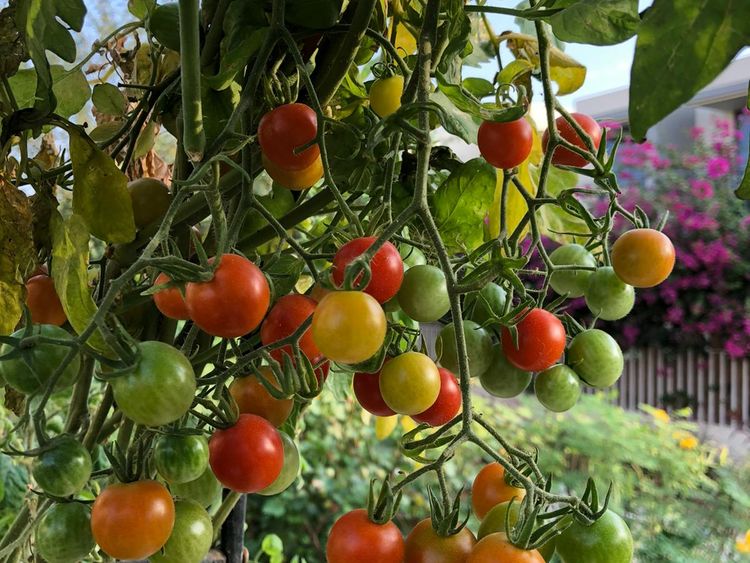 Fruits and vegetables from Davasligil's garden