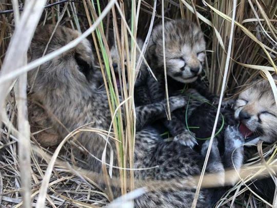 Cubs Born To Cheetah Brought In From Namibia