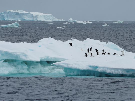 Penguins are seen on an iceberg on the northern side of the Antarctic peninsula