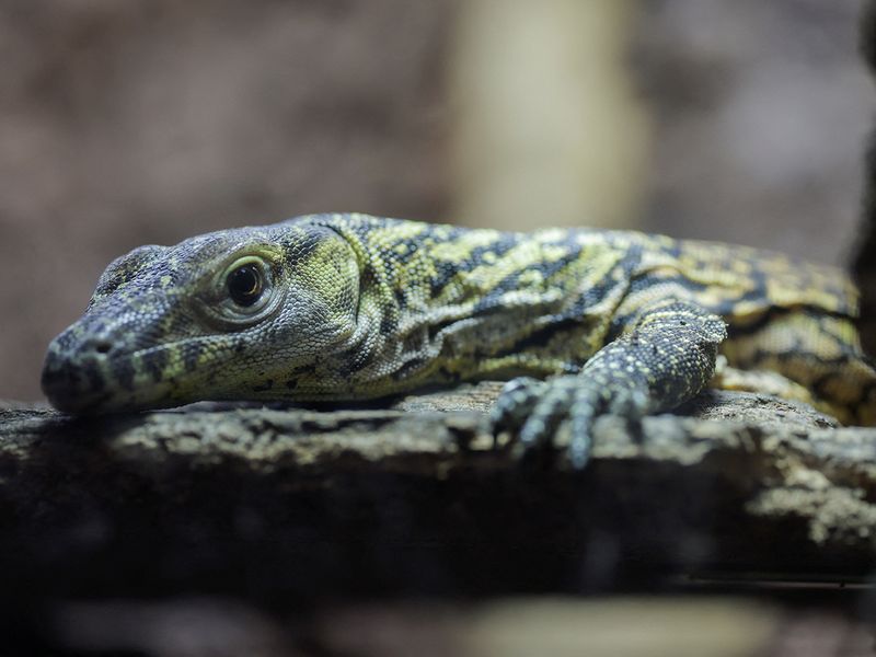  Saya, a one-month-old baby Komodo dragon, one of the five Komodo dragons born at Bioparc Fuengirola, rest in a terrarium in Fuengirola, southern Spain. 