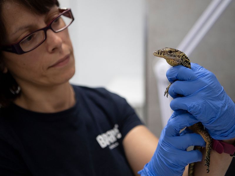 Milagros Robledo, head of Bioparc's herpetology department, holds a Komodo dragon baby called Fenix at Bioparc in Fuengirola. 