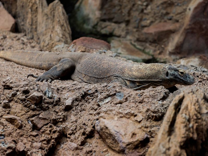 Ora, 13, a female Komodo dragon, mother of five one-month-old baby Komodo dragons born at Bioparc Fuengirola, rests in a terrarium in Fuengirola. 