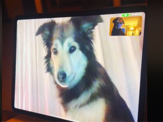 Long-distance dog besties FaceTime, video goes viral on TikTok