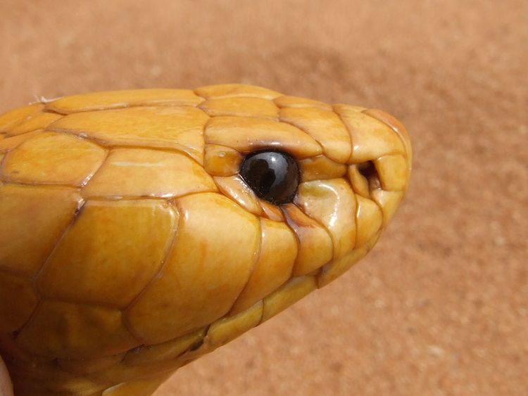 Pilot experiences real 'Snakes on a Plane' moment after finding