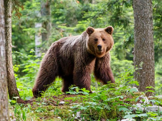 Bear kills jogger in Italy