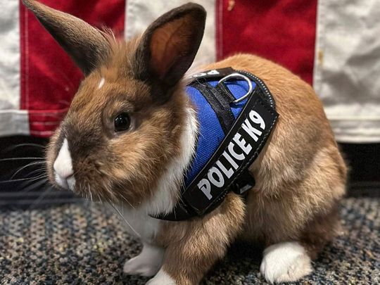 California_Police_Rabbit_27817--4954a-(Read-Only)