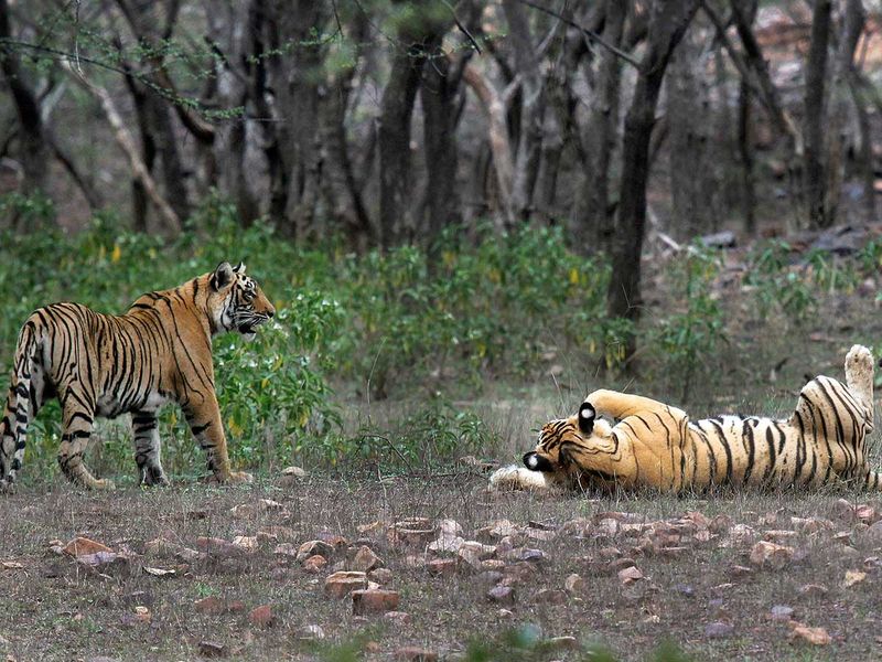 tigers india ranthambore
