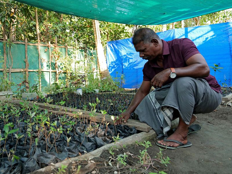 Climate_India_Mangrove_Man_82963--e690a-(Read-Only)
