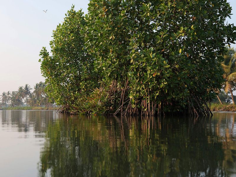 Climate_India_Mangrove_Man_95895--26c65-(Read-Only)