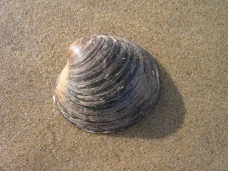 Ocean quahog clam