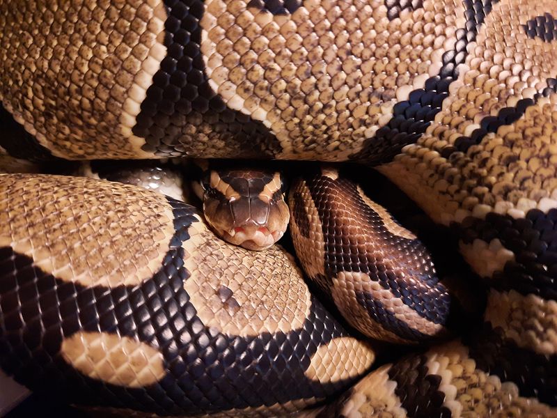 ball python