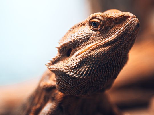 bearded dragon