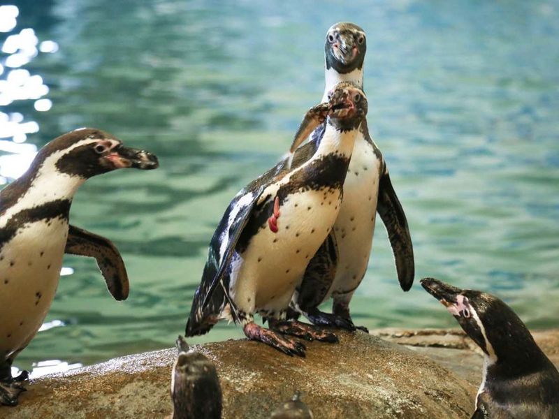 world-penguin-day-al-ain-zoo-1682413939083