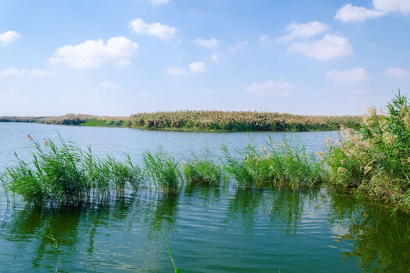 Al Karaana Lagoon, a stopover for Migratory Birds in Qatar